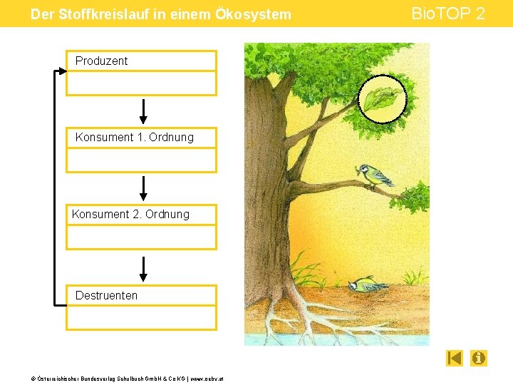 Der Stoffkreislauf in einem Ökosystem Produzent Konsument 1. Ordnung Konsument 2. Ordnung Destruenten ©