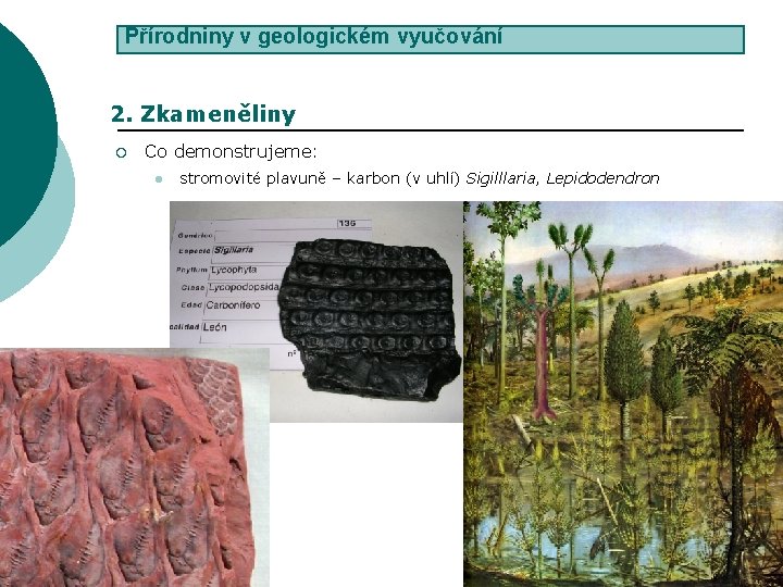 Přírodniny v geologickém vyučování 2. Zkameněliny ¡ Co demonstrujeme: l stromovité plavuně – karbon