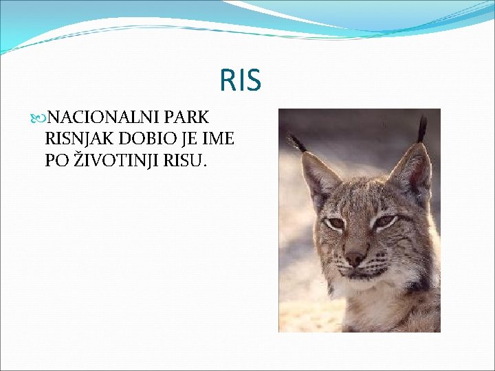 RIS NACIONALNI PARK RISNJAK DOBIO JE IME PO ŽIVOTINJI RISU. 