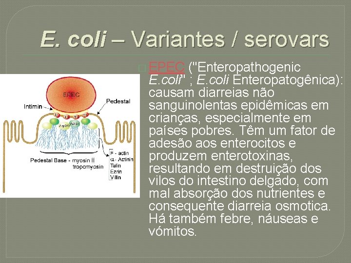 E. coli – Variantes / serovars � EPEC ("Enteropathogenic E. coli" ; E. coli