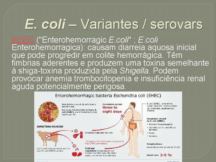 E. coli – Variantes / serovars � EHEC ("Enterohemorragic E. coli" ; E. coli