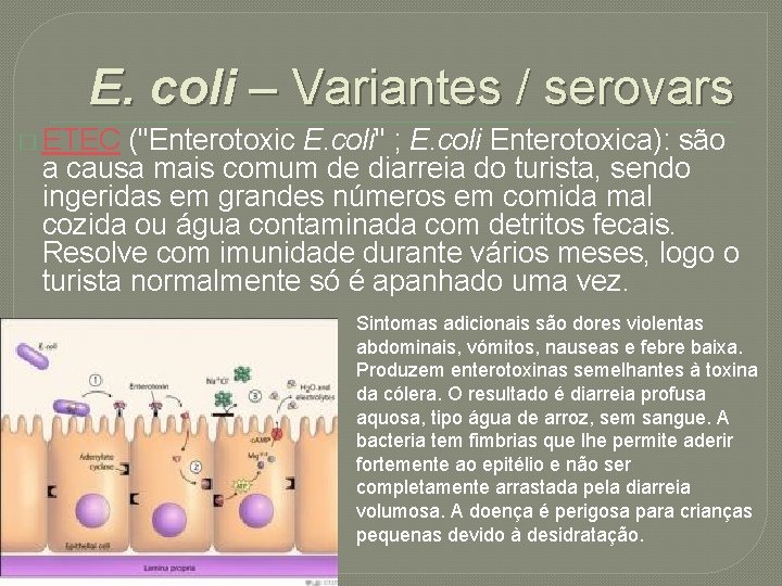 E. coli – Variantes / serovars � ETEC ("Enterotoxic E. coli" ; E. coli
