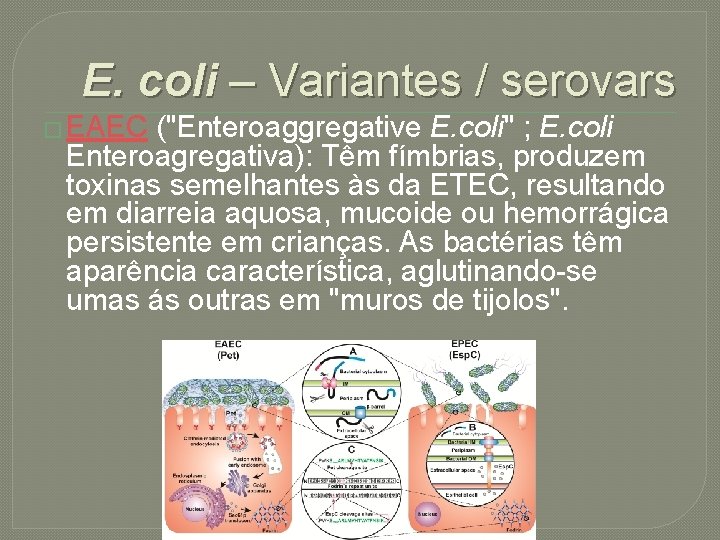 E. coli – Variantes / serovars � EAEC ("Enteroaggregative E. coli" ; E. coli