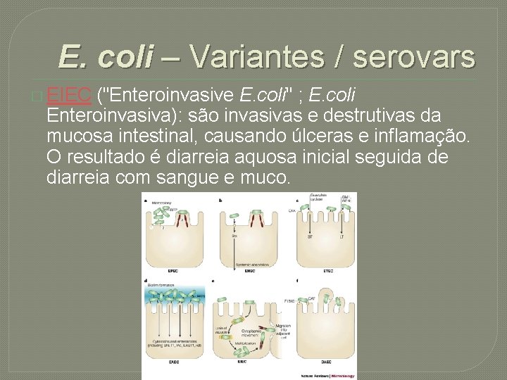 E. coli – Variantes / serovars � EIEC ("Enteroinvasive E. coli" ; E. coli