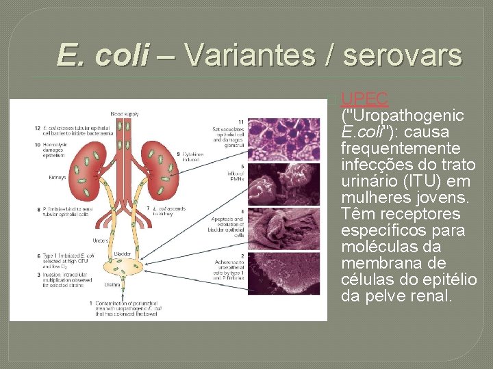 E. coli – Variantes / serovars � UPEC ("Uropathogenic E. coli"): causa frequentemente infecções