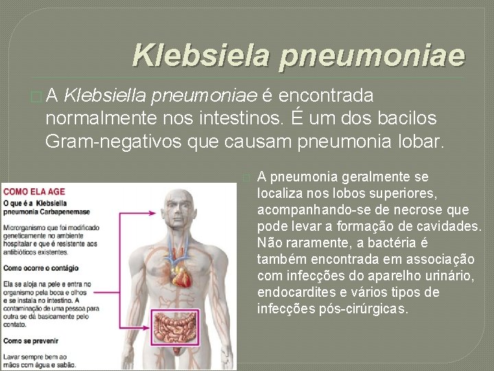 Klebsiela pneumoniae � A Klebsiella pneumoniae é encontrada normalmente nos intestinos. É um dos