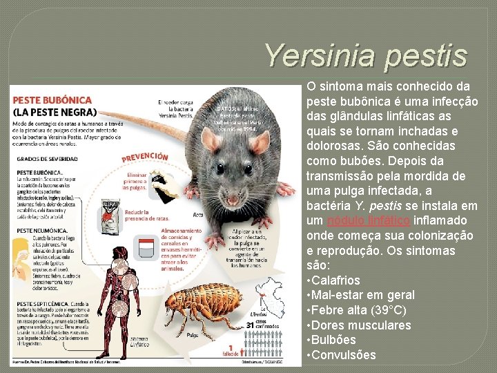 Yersinia pestis O sintoma mais conhecido da peste bubônica é uma infecção das glândulas