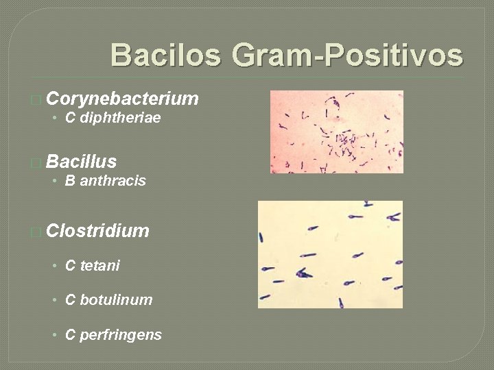 Bacilos Gram-Positivos � Corynebacterium • C diphtheriae � Bacillus • B anthracis � Clostridium