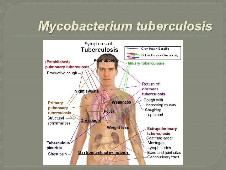 Mycobacterium tuberculosis 