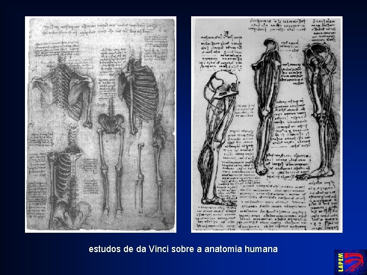 estudos de da Vinci sobre a anatomia humana 