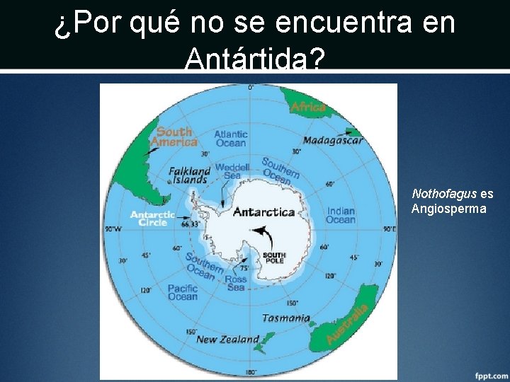 ¿Por qué no se encuentra en Antártida? Nothofagus es Angiosperma 