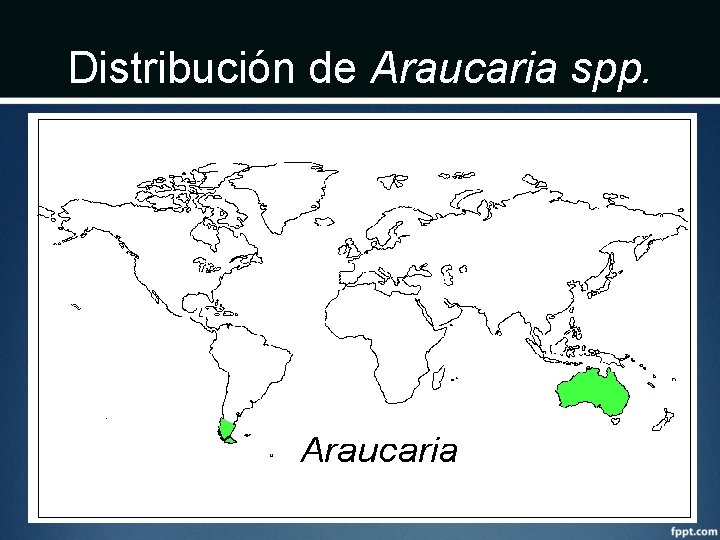 Distribución de Araucaria spp. 