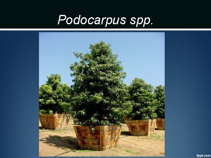 Podocarpus spp. 