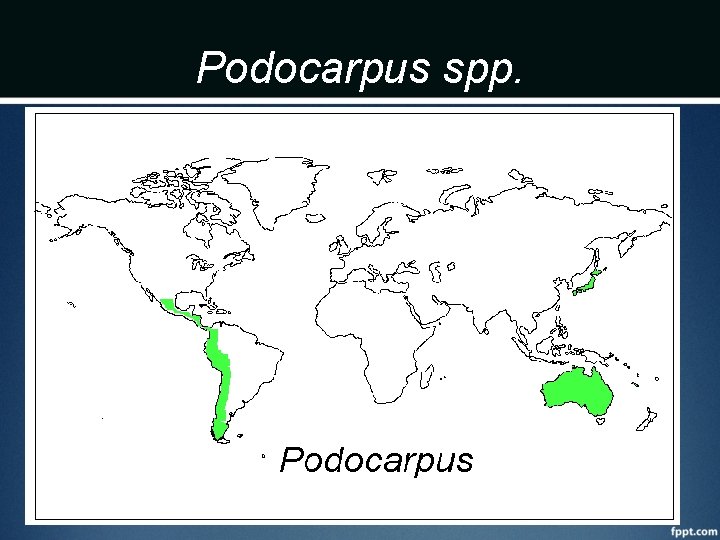 Podocarpus spp. 