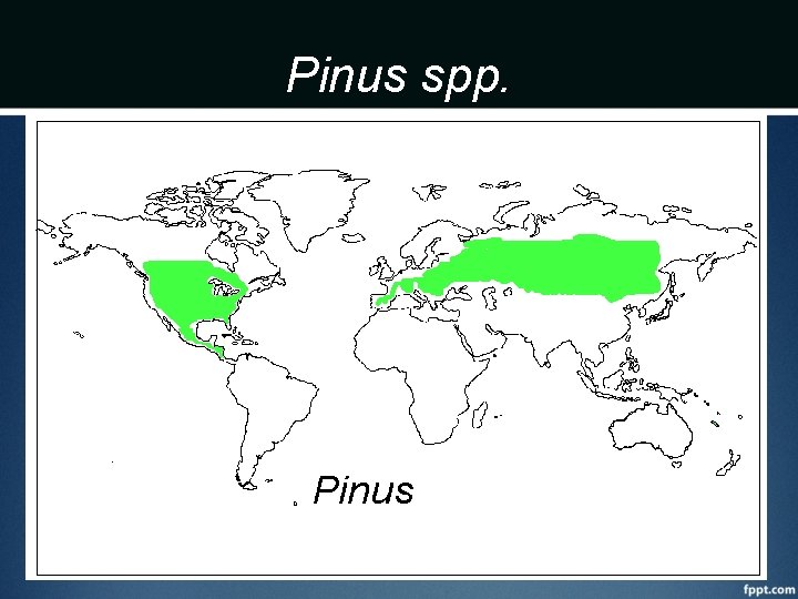 Pinus spp. 