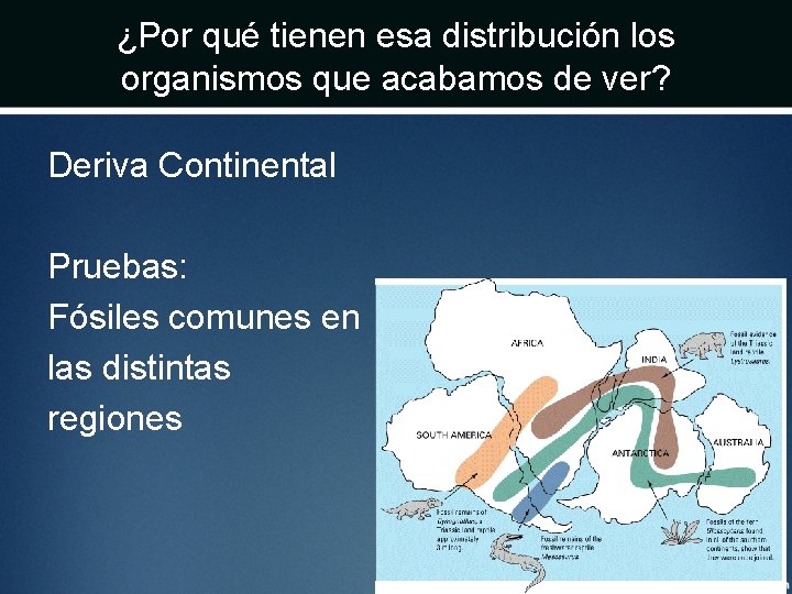 ¿Por qué tienen esa distribución los organismos que acabamos de ver? Deriva Continental Pruebas: