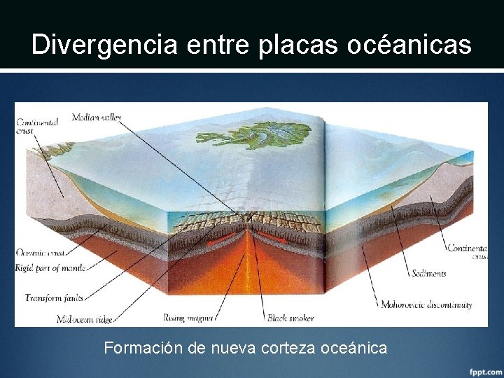 Divergencia entre placas océanicas Formación de nueva corteza oceánica 