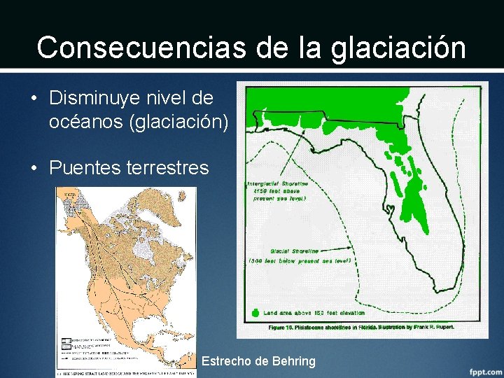 Consecuencias de la glaciación • Disminuye nivel de océanos (glaciación) • Puentes terrestres Estrecho