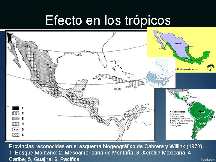 Efecto en los trópicos Provincias reconocidas en el esquema biogeográfico de Cabrera y Willink