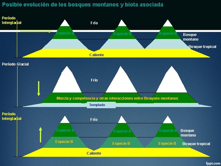 Posible evolución de los bosques montanos y biota asociada Período Interglacial Frío Especie A