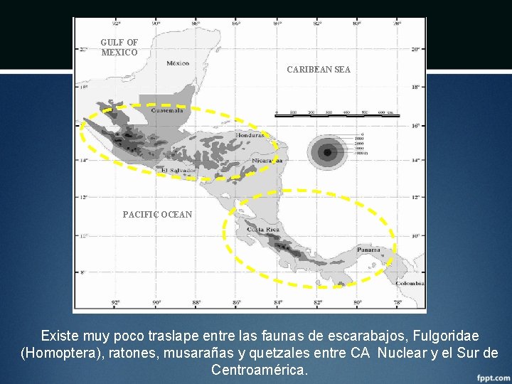 GULF OF MEXICO CARIBEAN SEA PACIFIC OCEAN Existe muy poco traslape entre las faunas