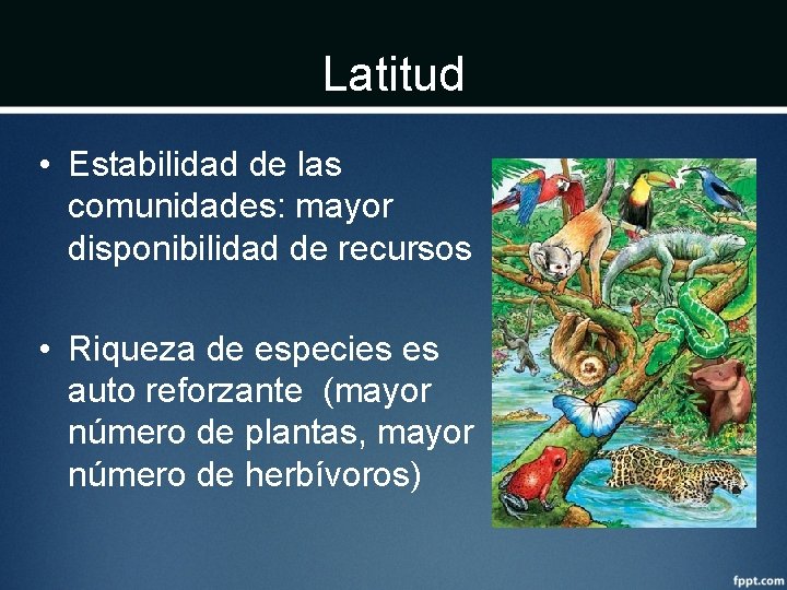 Latitud • Estabilidad de las comunidades: mayor disponibilidad de recursos • Riqueza de especies