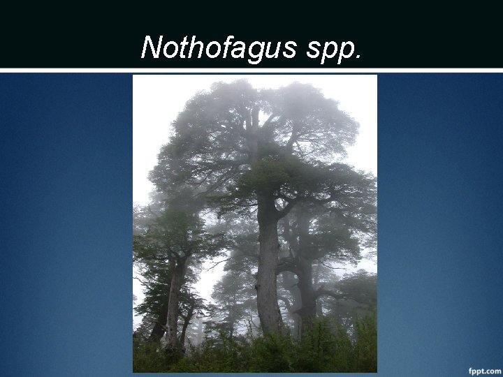 Nothofagus spp. 