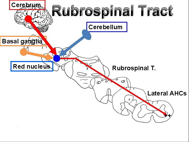 Cerebrum Rubrospinal Tract Cerebellum Basal ganglia Red nucleus Rubrospinal T. Lateral AHCs ++ 