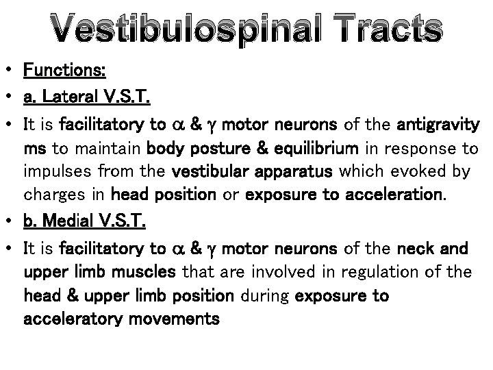 Vestibulospinal Tracts • Functions: • a. Lateral V. S. T. • It is facilitatory