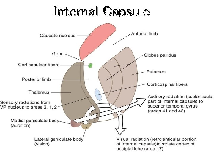 Internal Capsule 