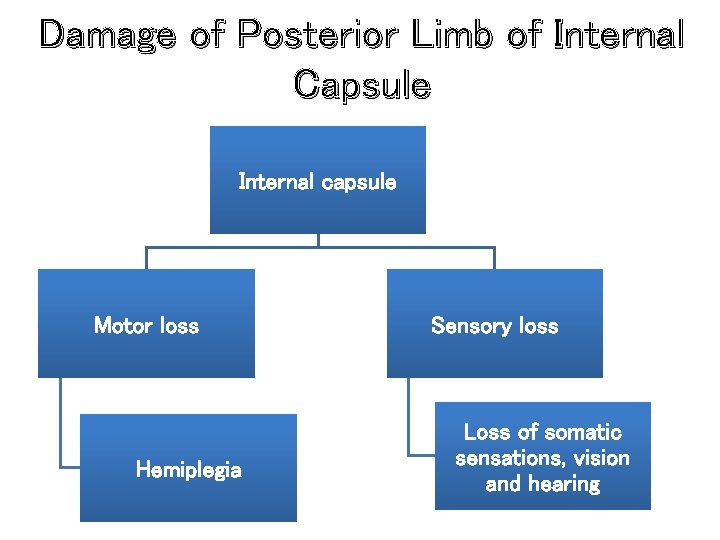 Damage of Posterior Limb of Internal Capsule Internal capsule Motor loss Hemiplegia Sensory loss