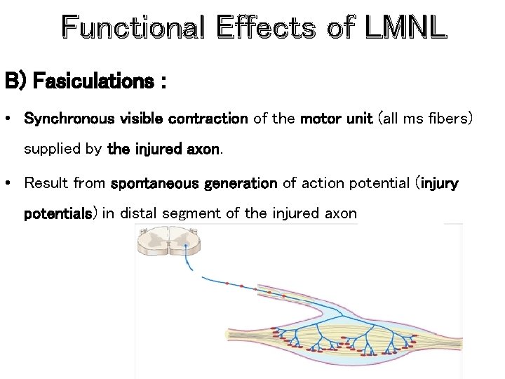 Functional Effects of LMNL B) Fasiculations : • Synchronous visible contraction of the motor