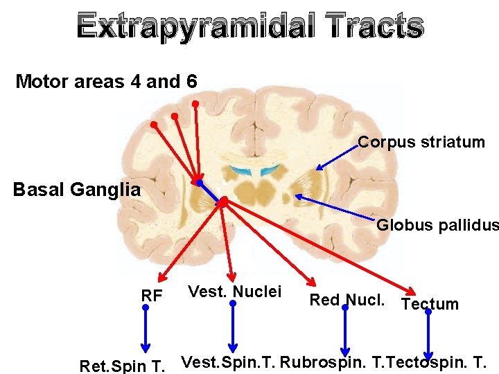 Extrapyramidal Tracts Motor areas 4 and 6 Corpus striatum Basal Ganglia Globus pallidus RF
