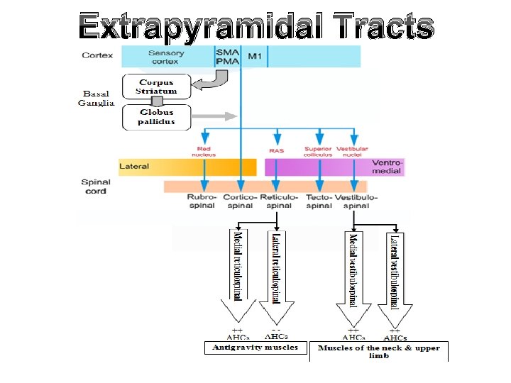 Extrapyramidal Tracts 