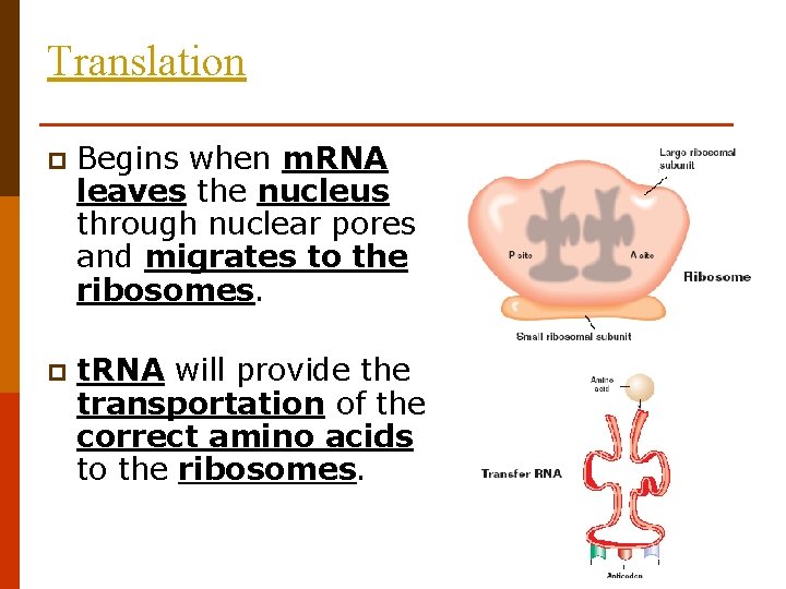 Translation p Begins when m. RNA leaves the nucleus through nuclear pores and migrates