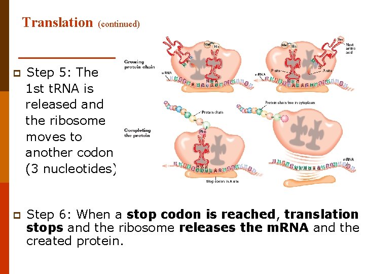 Translation (continued) p Step 5: The 1 st t. RNA is released and the
