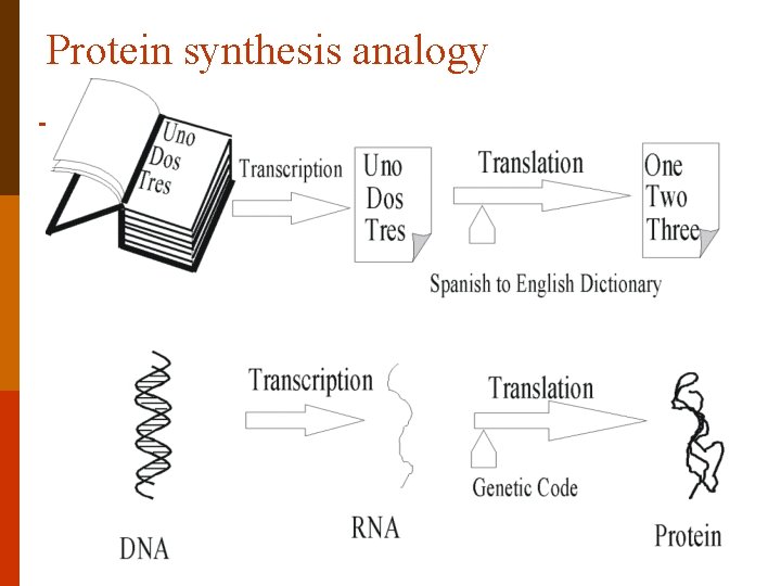 Protein synthesis analogy 