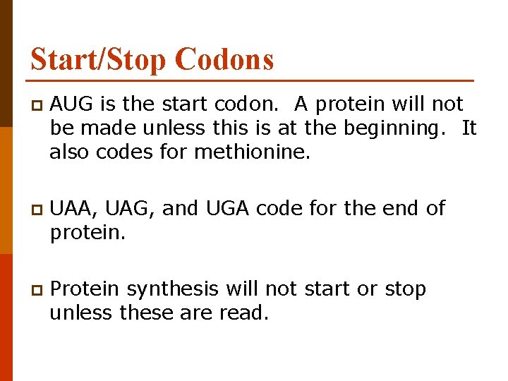 Start/Stop Codons p AUG is the start codon. A protein will not be made