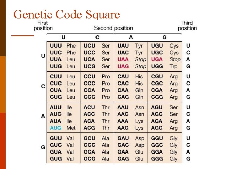 Genetic Code Square 