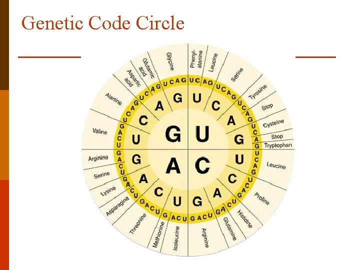 Genetic Code Circle 