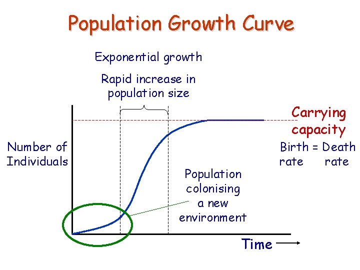 Population Growth Curve Exponential growth Rapid increase in population size Carrying capacity Number of
