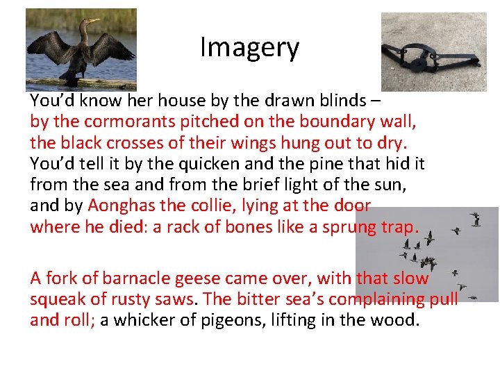Imagery You’d know her house by the drawn blinds – by the cormorants pitched