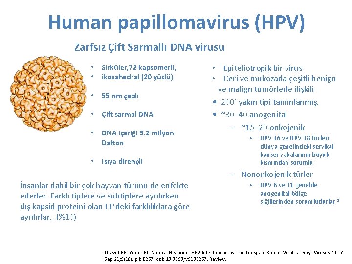 Human papillomavirus (HPV) Zarfsız Çift Sarmallı DNA virusu • • Sirküler, 72 kapsomerli, ikosahedral