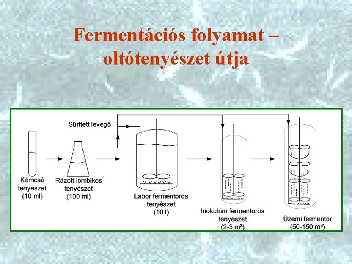  Fermentációs folyamat – oltótenyészet útja 