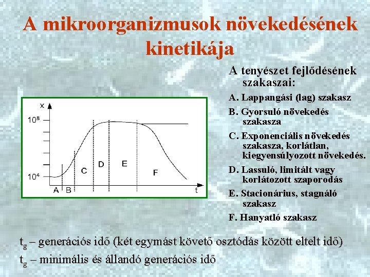 A mikroorganizmusok növekedésének kinetikája A tenyészet fejlődésének szakaszai: A. Lappangási (lag) szakasz B. Gyorsuló