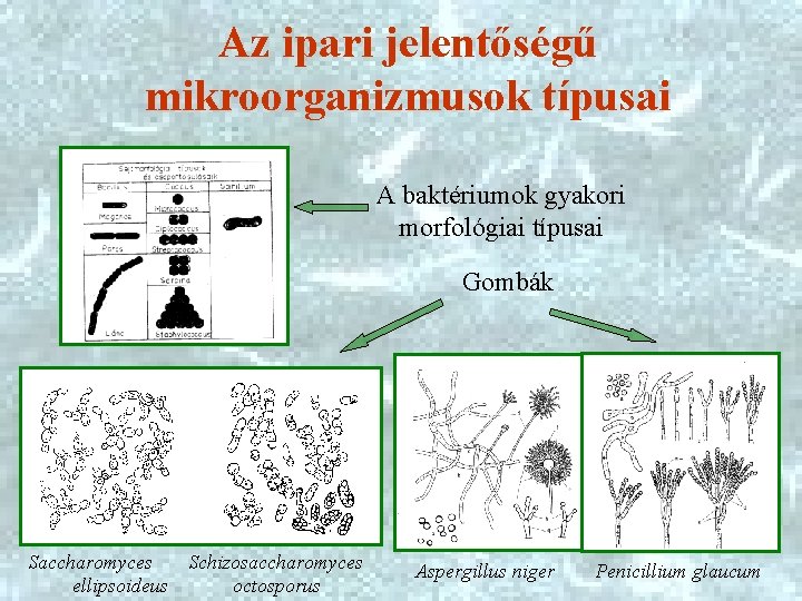 Az ipari jelentőségű mikroorganizmusok típusai A baktériumok gyakori morfológiai típusai Gombák Saccharomyces Schizosaccharomyces ellipsoideus