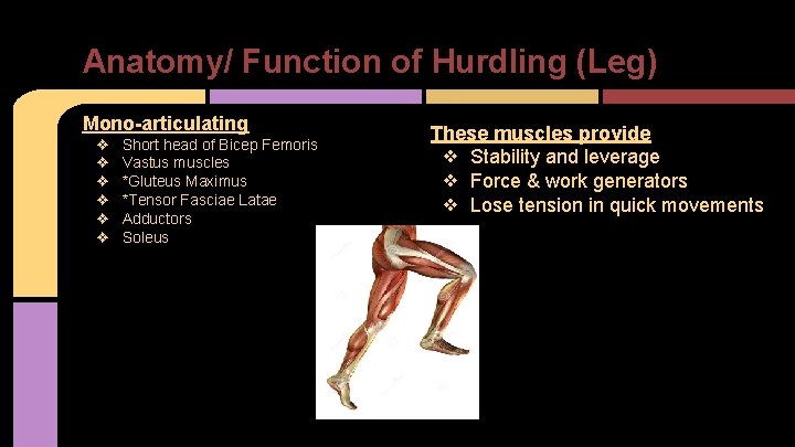 Anatomy/ Function of Hurdling (Leg) Mono-articulating ❖ ❖ ❖ Short head of Bicep Femoris
