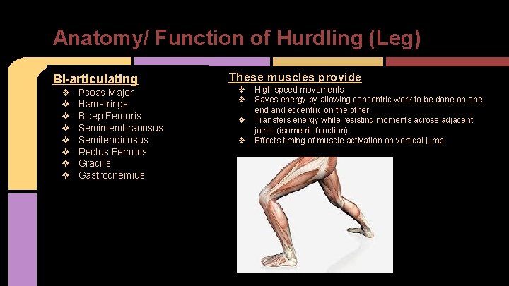 Anatomy/ Function of Hurdling (Leg) Bi-articulating ❖ ❖ ❖ ❖ Psoas Major Hamstrings Bicep