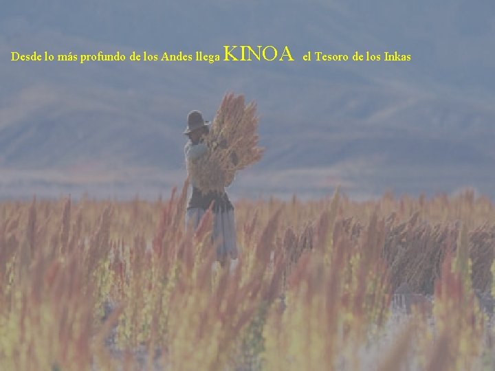 Desde lo más profundo de los Andes llega KINOA el Tesoro de los Inkas