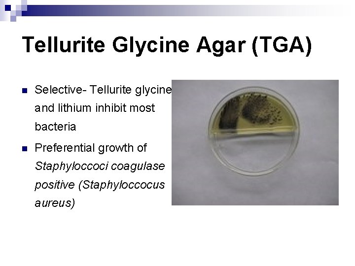 Tellurite Glycine Agar (TGA) n Selective- Tellurite glycine and lithium inhibit most bacteria n